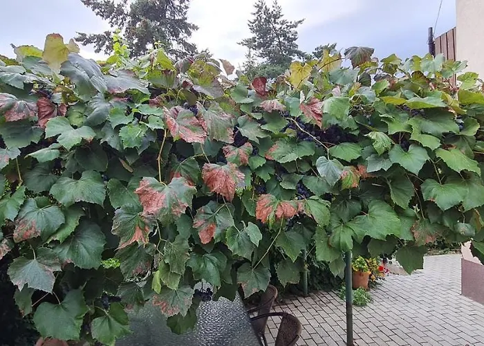 Апартаменты Lugas Miskolctapolca 2 Haloszoba 50m2 Dezsa Es Jakuzzi Koezel A Barlangfuerdohoez