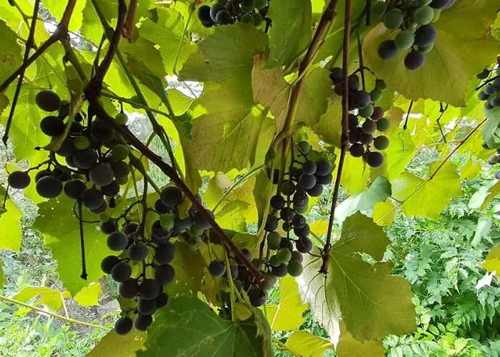 Lugas Miskolctapolca 2 Haloszoba 50m2 Dezsa Es Jakuzzi Koezel A Barlangfuerdohoez * Мишкольц